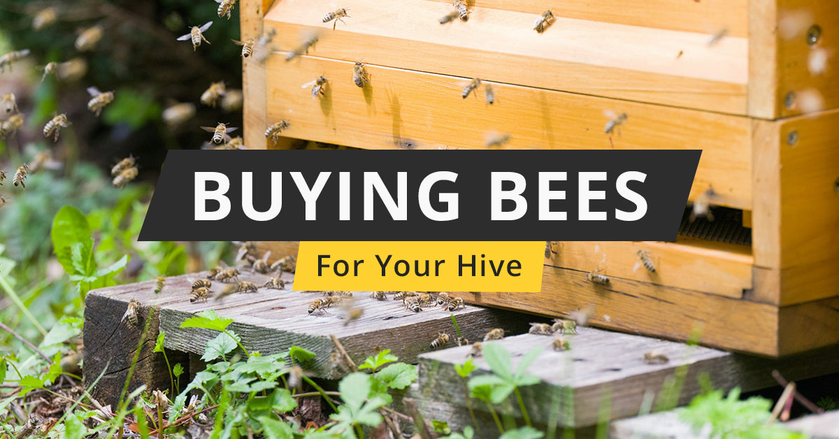 Buying Bees for Your Hive Galena Farms