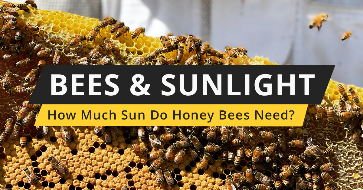 How Much Sunlight Do Honey Bees Need? – Galena Farms