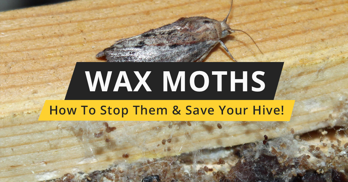 Wax Moth Prevention