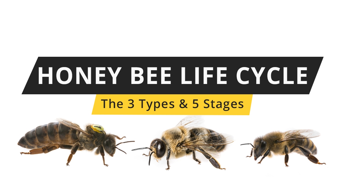 The Life & Death of a Honey Bee Monarchy – Galena Farms