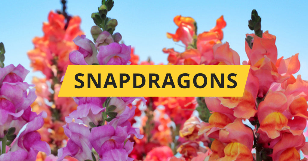 Snapdragons – Galena Farms