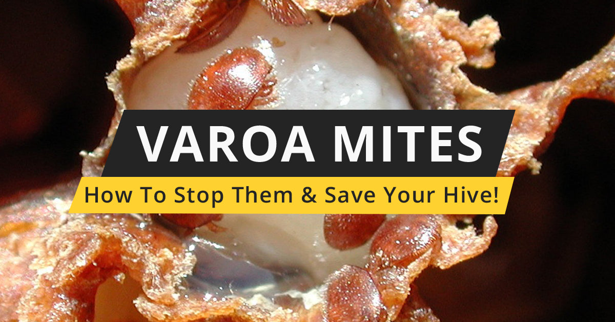 How to Kill Varroa Mites Galena Farms