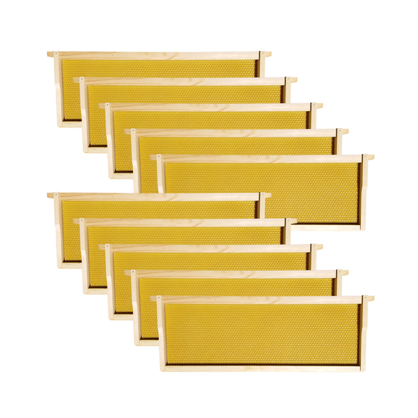 10 Cell Tech Medium Frames With Honey Colored Foundations To Help Inspect Honey In Cells