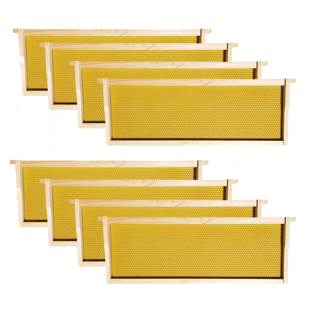 8 Cell Tech Medium Frames With Honey Colored Foundations To Help Inspect Honey In Cells